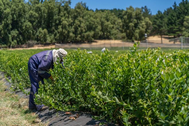 VERIFICAN CUMPLIMIENTO DE PROTOCOLOS DE SALUD OCUPACIONAL REFERENTE AL TRABAJO AGRÍCOLA